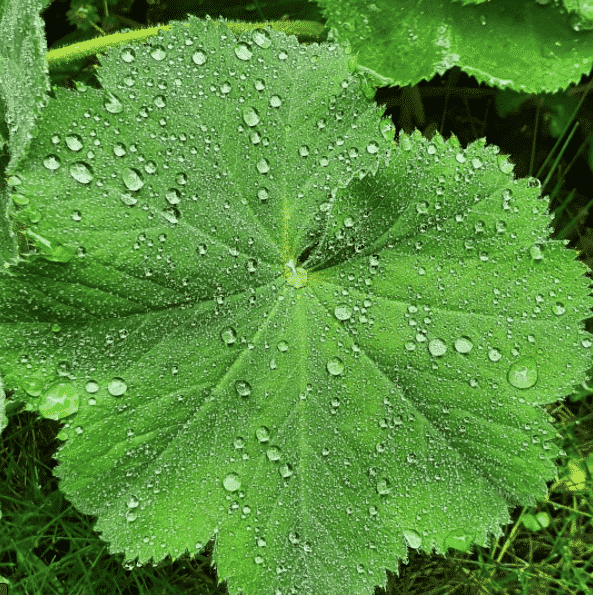 daggkåpa