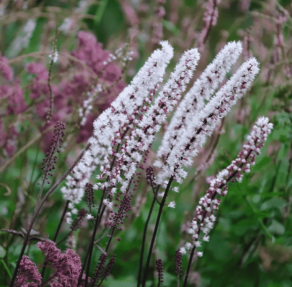 Höstsilverax blommar i regel på hösten, under augusti, september och oktober. Det finns också sorter som blommar på våren.