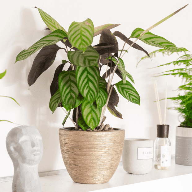 kalatea (calathea)