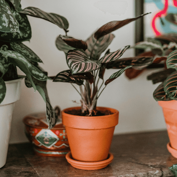 kalatea (calathea)