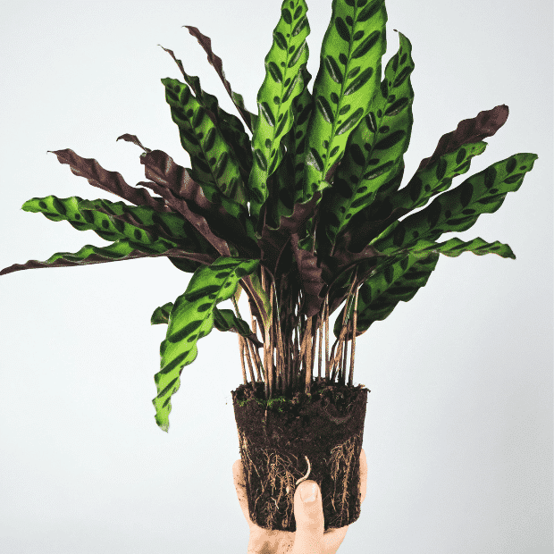 kalatea (calathea)