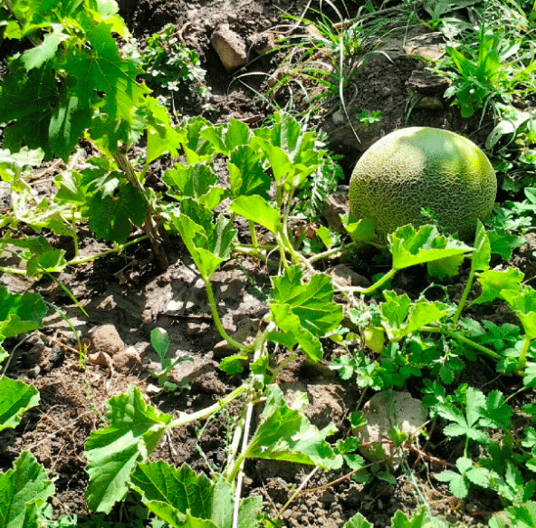 melon i grönsaksland