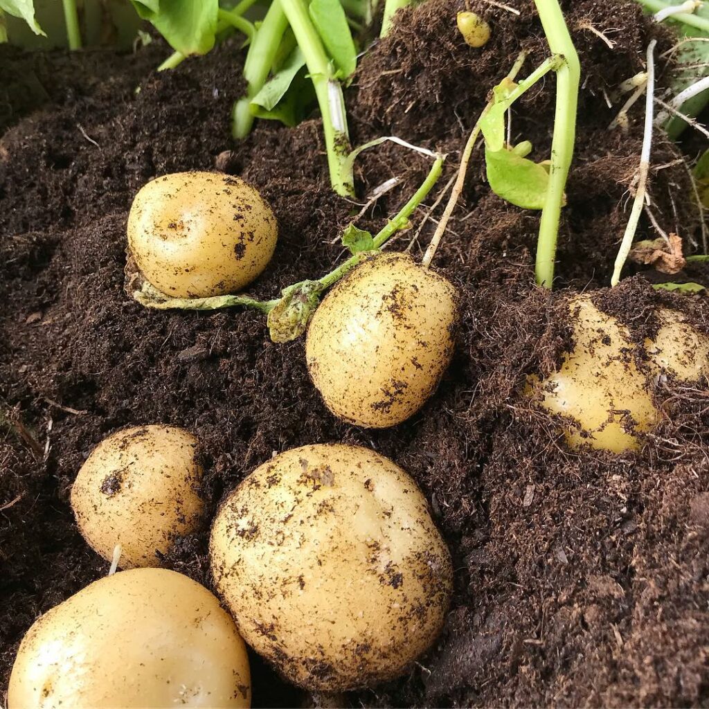 potatis i jord