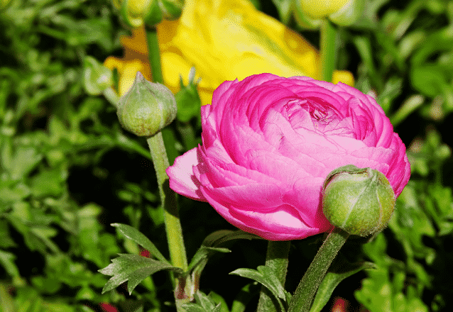 Ranunculus Asiaticus kommer i multifärgade mixar