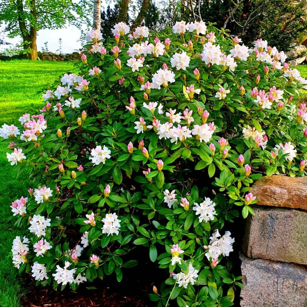 rhododendron