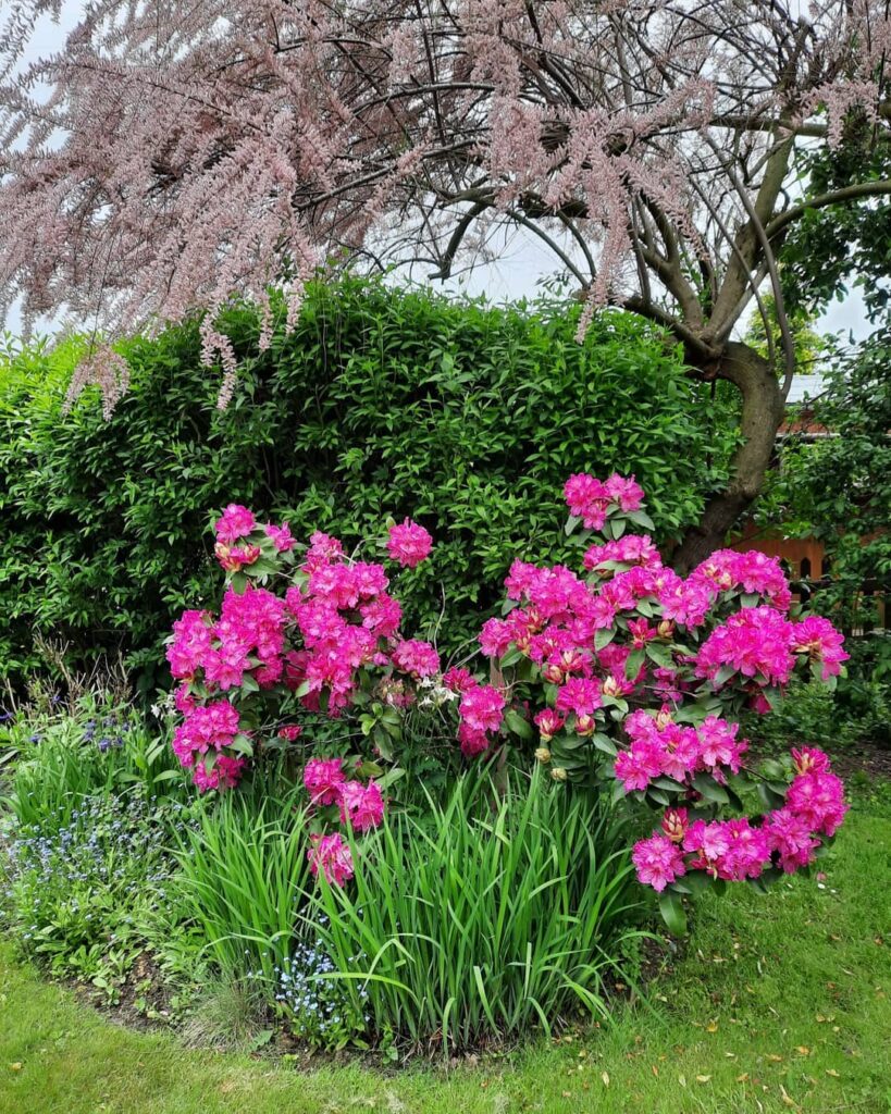 mindre rhododendron