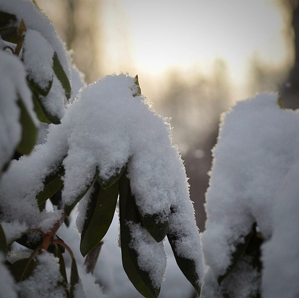 rhododendron vinter