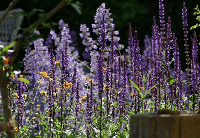 stäppsalvia banner