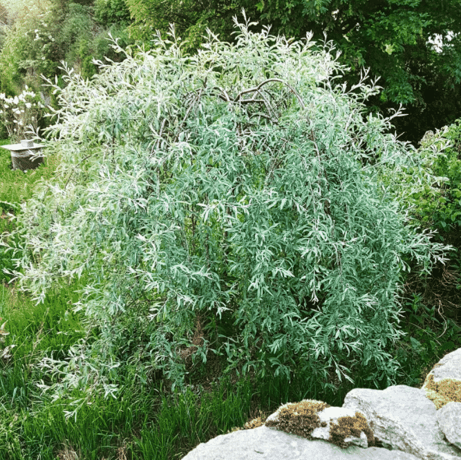 Vackert silverpäronträd