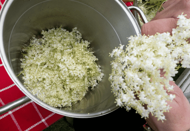 Flädersaft utan citronsyra